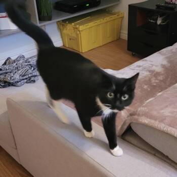 Domestic Short Hair Cats Available for Adoption in Saint-jacques, Quebec - Minette  | PetCurious