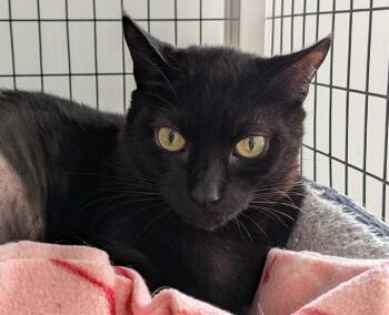 Domestic Short Hair Cats Available for Adoption - Dove | PetCurious