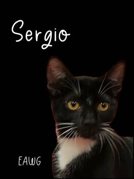 Rescue American Shorthair and Tuxedo Cats for Adoption in Pensacola, Florida - Sergio | PetCurious