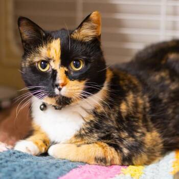 Domestic Short Hair Cats Available for Adoption in Wilmington, Delaware - Callie | PetCurious