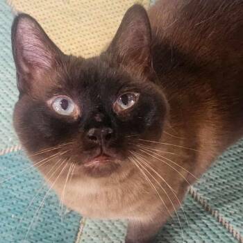 Whinny -  Siamese Cat for Adoption in Warrensburg, Missouri - Whinny | PetCurious