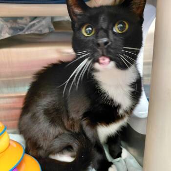 Zoe -  Domestic Short Hair Cat for Adoption in Philadelphia, Pennsylvania - Zoe | PetCurious