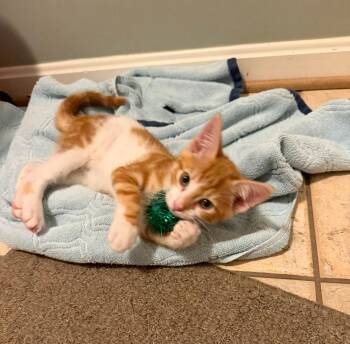 Sherbet & Gelato in foster care -  Domestic Short Hair Cat for Adoption in Ellicott City, Maryland - Sherbet & Gelato In Foster Care | PetCurious