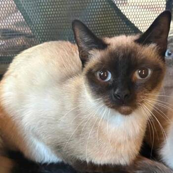 Siamese and Domestic Short Hair Cats Available for Adoption in Fort Worth, Texas - Amanda | PetCurious