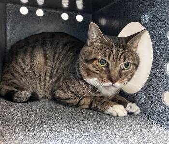 Ferguson -  Domestic Short Hair Cat for Adoption in New York, New York - Ferguson | PetCurious