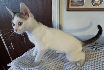 Poptart -  Calico Cat for Adoption in Pottstown, Pennsylvania - Poptart | PetCurious
