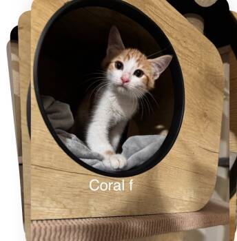 Rescue Domestic Short Hair Cats for Adoption in Bend, Oregon - Coral | PetCurious