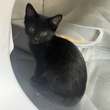 Kitten 3 -  Domestic Short Hair Cat for Adoption in Blue Ridge, Georgia - Kitten 3 | PetCurious