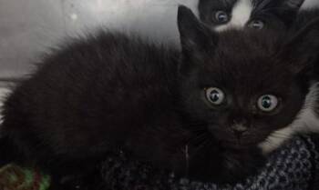 Obsidian -  Domestic Short Hair Cat for Adoption in Simcoe, Ontario - Obsidian | PetCurious