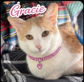 Domestic Short Hair Cats Available for Adoption in Washington Court House, Ohio - Gracie | PetCurious