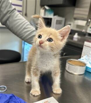 Rescue Domestic Short Hair Cats for Adoption in Ontario, California - REBA- IN FOSTER | PetCurious