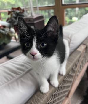 Puffin -  Domestic Short Hair Cat for Adoption in Pittsboro, North Carolina - Puffin | PetCurious