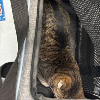 Domestic Short Hair Cats Available for Adoption - Siracha | PetCurious