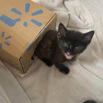 El -  Domestic Short Hair Cat for Adoption in Madison, Wisconsin - El | PetCurious