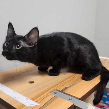 Pepper Pot -  Domestic Short Hair Cat for Adoption in Davenport, Iowa - Pepper Pot | PetCurious