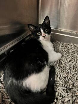 Timbit CS-145/26 -  Domestic Short Hair Cat for Adoption in Burlington, Ontario - Timbit CS-145/26 | PetCurious