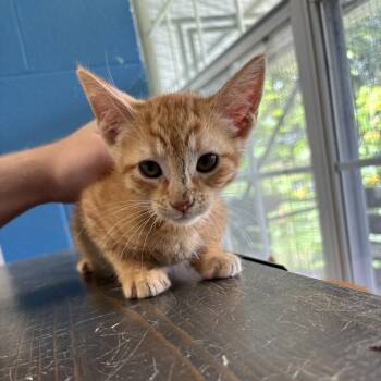 Pool Boy -  Domestic Short Hair Cat for Adoption in Carencro, Louisiana - Pool Boy | PetCurious