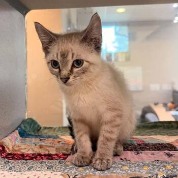 Vigilante -  Domestic Short Hair Cat for Adoption in Waterloo, Iowa - Vigilante | PetCurious