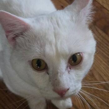 Domestic Short Hair Cats Available for Adoption in Grantsville, Utah - Barry | PetCurious