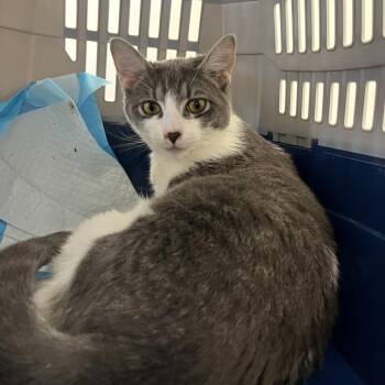 Domestic Short Hair Cats Available for Adoption in Nashville, Tennessee - Spud | PetCurious