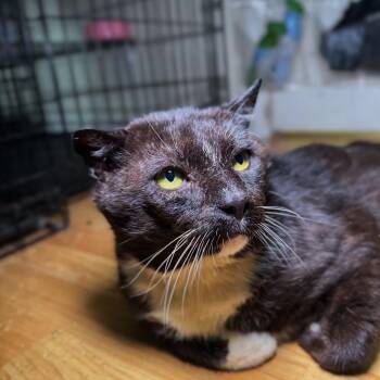 Barney -  Domestic Short Hair Cat for Adoption in Long Beach, California - Barney | PetCurious