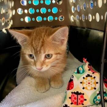 Bree - Chow Hound Northland -  Domestic Short Hair Cat for Adoption in Grand Rapids, Michigan - Bree - Chow Hound Northland | PetCurious