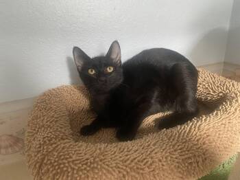 Raven -  Domestic Short Hair Cat for Adoption - Raven | PetCurious