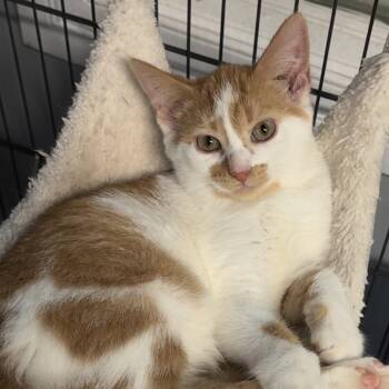 Rescue Domestic Short Hair Cats for Adoption in Blair, Wisconsin - Honey Bun | PetCurious