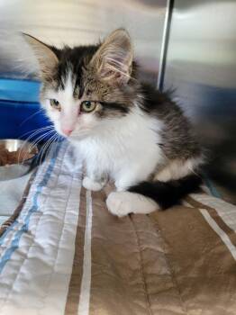 Louann -  Domestic Medium Hair Cat for Adoption in Linton, Indiana - Louann | PetCurious