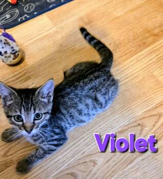 Violet -  Domestic Short Hair Cat for Adoption in Bossier City, Louisiana - Violet | PetCurious