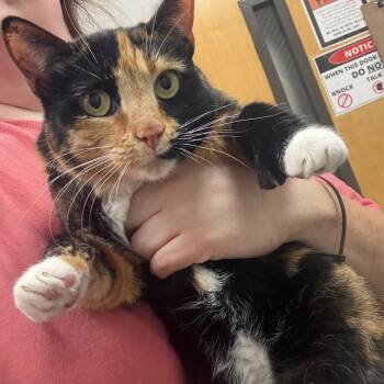 Tammy (was Gaia) -  Domestic Short Hair Cat for Adoption in Columbiana, Alabama - Tammy (was Gaia) | PetCurious