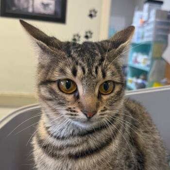 Fauna -  Domestic Long Hair Cat for Adoption in Bentonville, Arkansas - Fauna | PetCurious