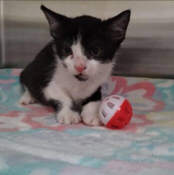 MOLLIE -  Domestic Short Hair Cat for Adoption in Alameda, California - MOLLIE | PetCurious