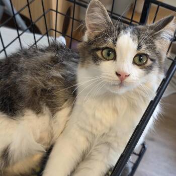 Anastasia -  Domestic Long Hair Cat for Adoption in Manistique, Michigan - Anastasia | PetCurious