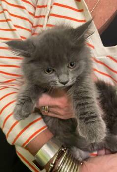 Domestic Long Hair and Russian Blue Cats Available for Adoption - Neva River | PetCurious