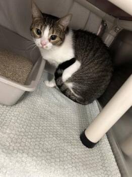Serra -  Domestic Short Hair Cat for Adoption in Montreal, Quebec - Serra | PetCurious