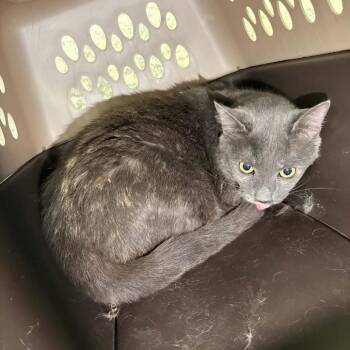 Domestic Short Hair Cats Available for Adoption in Gainesville, Georgia - Gladys | PetCurious