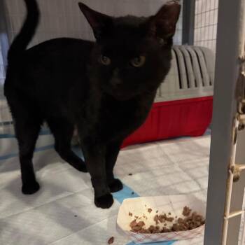 Squeak -  Domestic Short Hair Cat for Adoption - Squeak | PetCurious