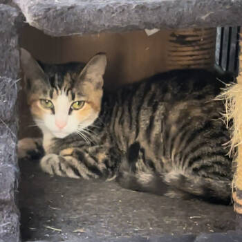 Rescue Domestic Short Hair Cats for Adoption in Long Beach, California - Mary Kate | PetCurious