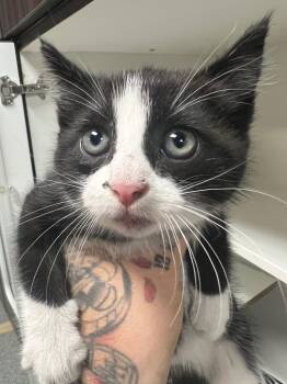 Marilyn -  Domestic Short Hair Cat for Adoption in Huntington, Indiana - Marilyn | PetCurious