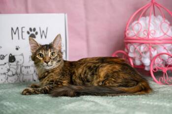 Raina -  Domestic Long Hair Cat for Adoption in Roanoke, Texas - Raina | PetCurious