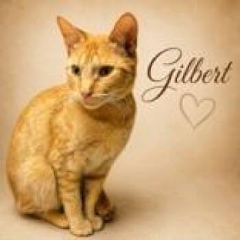 Gilbert -  Domestic Short Hair Cat for Adoption in Portsmouth, Ohio - Gilbert | PetCurious