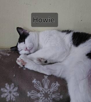 Rescue Domestic Medium Hair Cats for Adoption in Auburndale, Florida - Howie | PetCurious