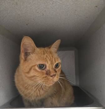 Rescue Domestic Short Hair Cats for Adoption in Greencastle, Indiana - Tangie | PetCurious