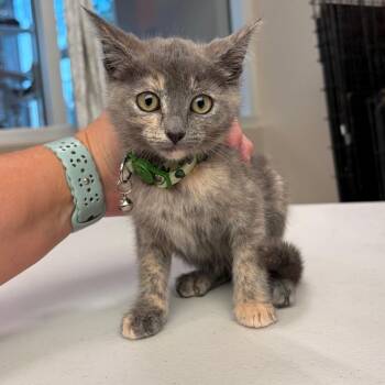 Snackies -  Domestic Short Hair Cat for Adoption in Westminster, California - Snackies | PetCurious