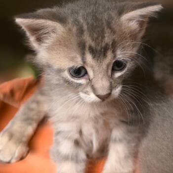 Maria -  Domestic Short Hair Cat for Adoption in Council Bluffs, Iowa - Maria | PetCurious
