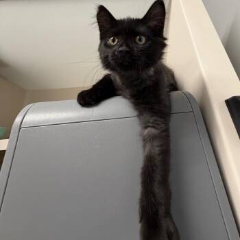 Remus -  Domestic Medium Hair Cat for Adoption in Watertown, New York - Remus | PetCurious