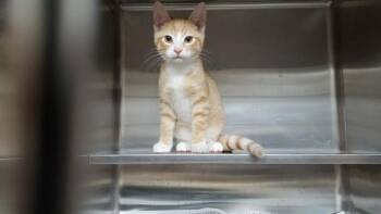 PRINCE -  Domestic Short Hair Cat for Adoption in Aurora, Illinois - PRINCE | PetCurious