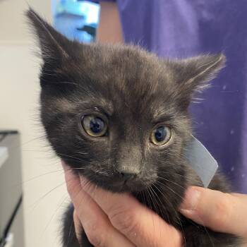 Elroy (26-2O-1) -  Domestic Short Hair Cat for Adoption in Rifle, Colorado - Elroy (26-2O-1) | PetCurious