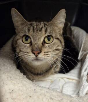 Garnet -  Domestic Short Hair Cat for Adoption in Westland, Michigan - Garnet | PetCurious